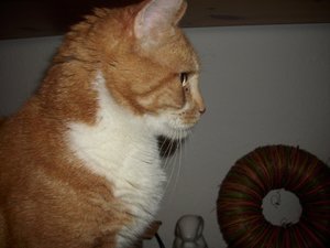 Gismo März 2011 039.jpg