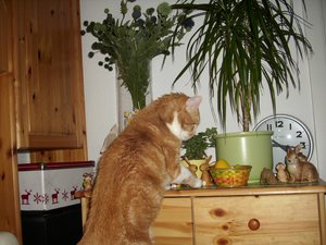 Gismo März 2011 063.jpg