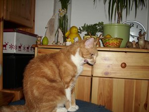 Gismo März 2011 068.jpg