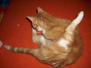 Gismo März 2011 086.jpg