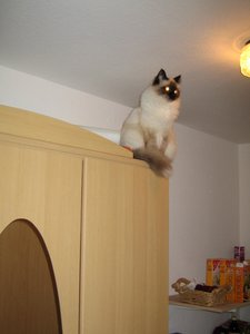 Katzen März 2011 001.jpg