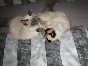 Katzen März 2011 008.jpg