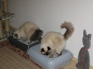 Katzen März 2011 006.jpg