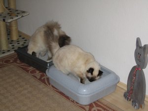 Katzen März 2011 007.jpg