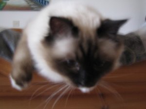 Katzen März 2011 025.jpg