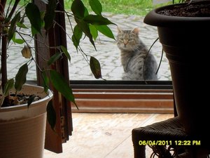 mit Streunerle 005 [800x600].jpg