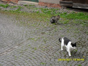 mit Streunerle 010 [800x600].jpg