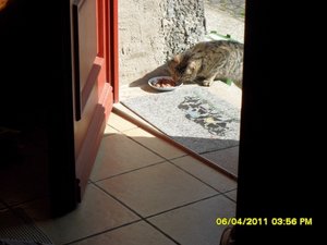 mit Streunerle 2 001 [800x600].jpg