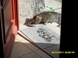 mit Streunerle 2 002 [800x600].jpg