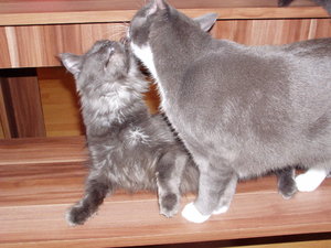 Cindy und Sera (2).JPG