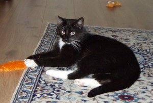 Edersee 2011 157-1.jpg