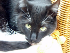 Edersee 2011 176.jpg