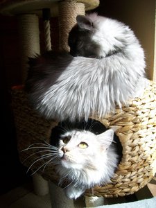 Chico&Azula 10.04.2011 040.jpg