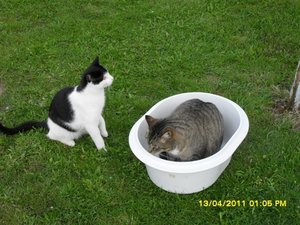 mit Streunerle 4 008 [800x600].jpg