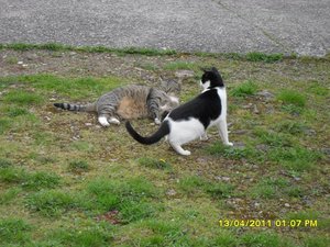 mit Streunerle 4 010 [800x600].jpg