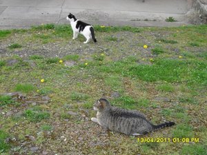 mit Streunerle 4 013 [800x600].jpg