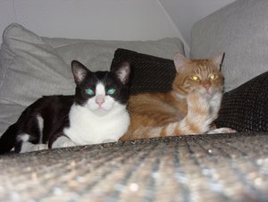 SDC13393.jpg SDC13393.jpg