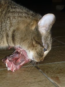 Besuch beim Quartett 030.jpg