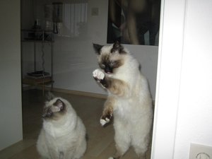 Katzen April 2011 032.jpg