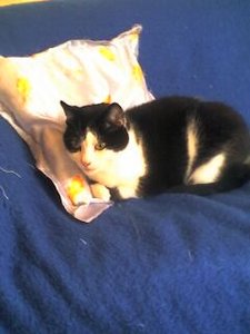 Gansha auf Blau couch.JPG