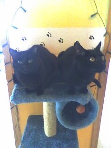 Shad u Fenjel auf Kratzbaum.JPG