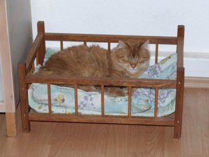 katerkorbschlafziotto.jpg