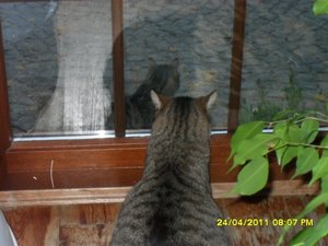 Möpse und Kater 016 [800x600].jpg