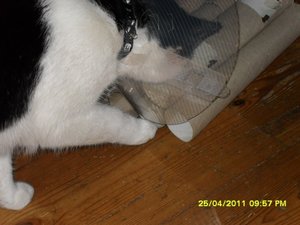 Mütze mit Mütze 001 [800x600].jpg