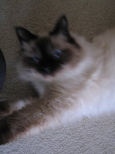 Katzen April 2011 011.jpg