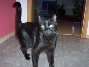 katzenzimmer 023.jpg