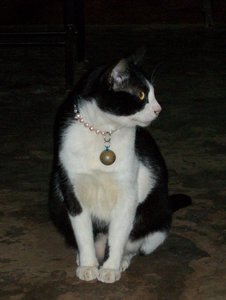 Thailand 1     April 2011 358.JPG