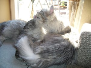 Chico&Azula 03.05.2011 033.jpg