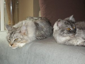 Chico &Azula 09.05.2011 010.jpg