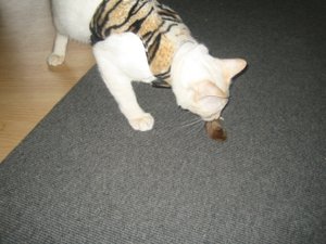 Maus am Montag 007.jpg