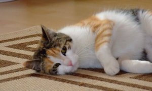 guapa_2010 Braunschweig.jpg