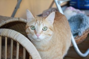 junior_08.04.2010 Hannover.jpg