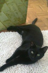 seyer_Hannover 04-2010.jpg