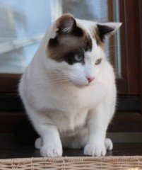 leo_06,2010 Donauwörth.jpg