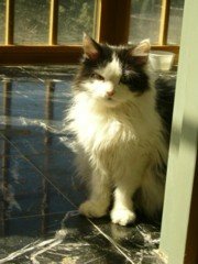 cheops_Donauwörth 2009.jpg