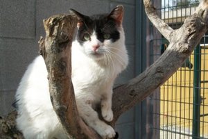 hamlet_ noch in Spanien geb. 2004-2005.jpg