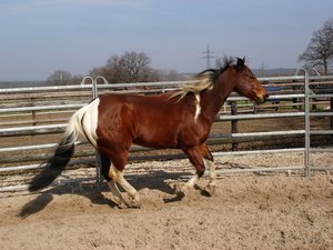 Pferde MIXED 011.jpg