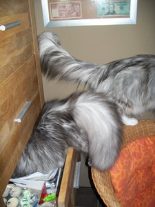 Azula und Chico 24.05 042.jpg