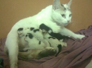 Tiger und ihre kids.jpg