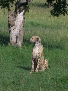 Kenia 1 054.jpg
