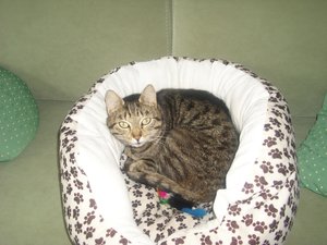 Putzi im Bettchen.jpg