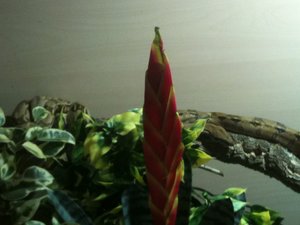 Smokey & Punika 1.JPG