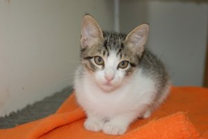 banner-Raum Hannover 07-2010.jpg