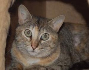 saya_2010 Braunschweig.jpg