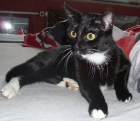 missy. duisburg 2009.jpg