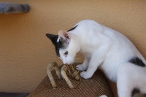 jazz_Augburg 2009.jpg